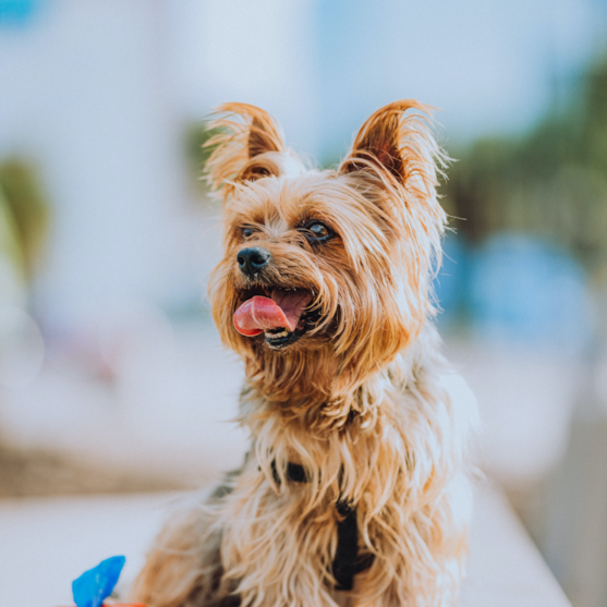 tan and gray yorkshire terrier adult dog